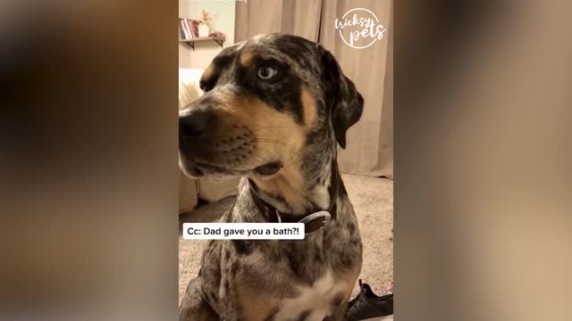 Funniest Pets 2021 - Dog And Cat Tiktok Compilation