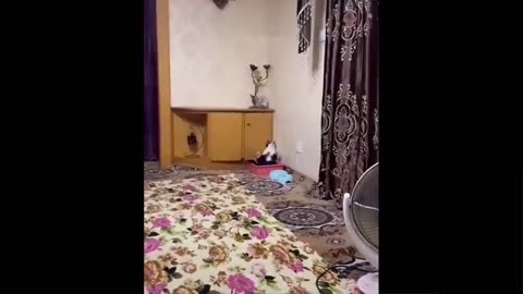 Funny cute dog and cat video