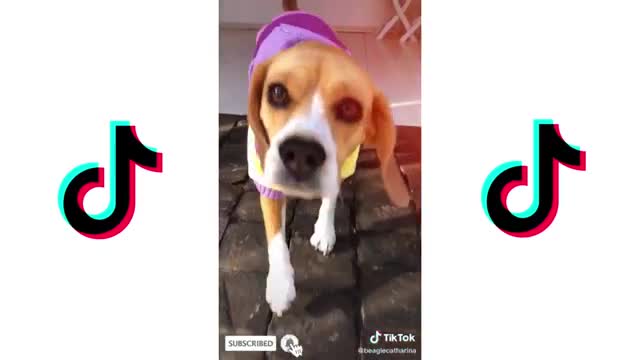 LOVE STORY CHALLENGE - TIKTOK MARRY ME JULIET | CUTE DOGS TIKTOK COMPILATION