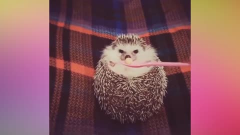 Baby Hedghog eating lying down