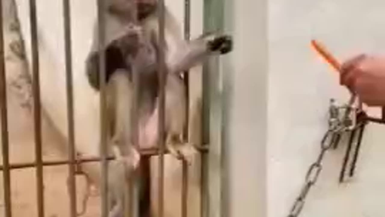 monkey funny clips