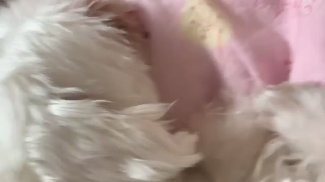 It's a video of you parting a dog's hair 5:5.
