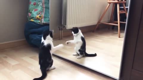 Funny cat and dancing on mirror