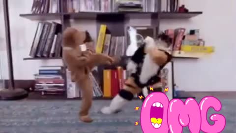 dog vs cat kung Fu video who will win