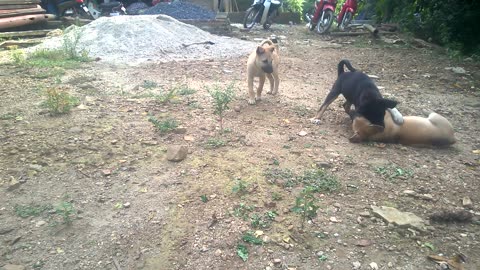 Lovely puppies