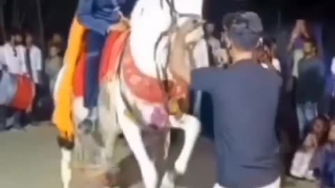 I love this horse dance