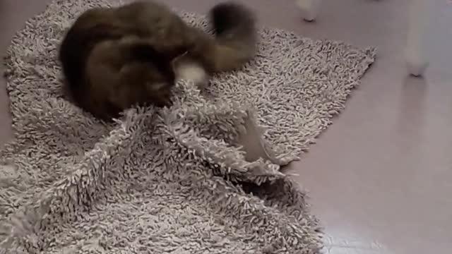 🤣😍Funny cat fights with carpet🤣