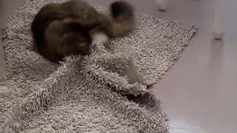 🤣😍Funny cat fights with carpet🤣