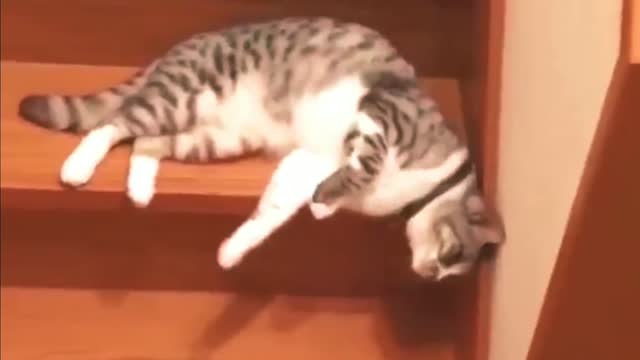 Crazy Cat Doing Funny Things In The Morning At Staircase