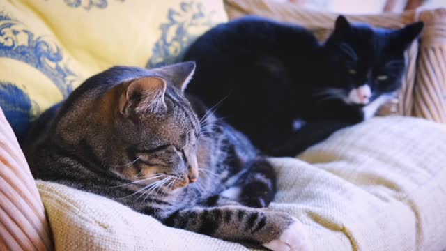 Two Cats Lying on a Sofa