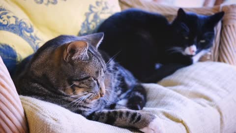 Two Cats Lying on a Sofa