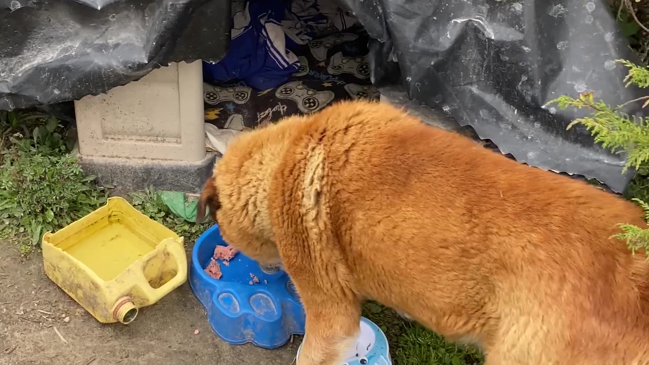 Coco, the Guardian of the Lagoon