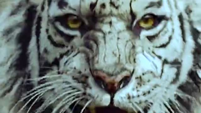 White Tiger: Do you know a trick fall from the sky palm method?