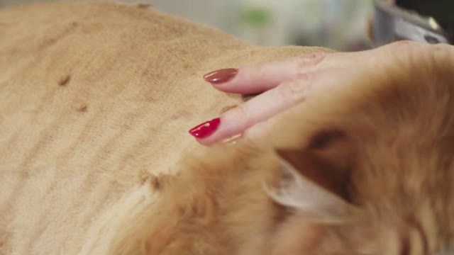 Close up shot of a ginger cat being shaved be a professional vet groomer