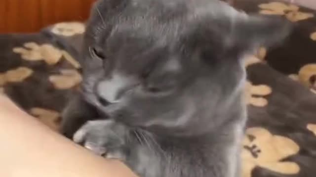 Cat fighting