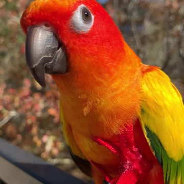 Beautiful parrot enjoying the breeze