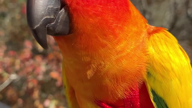 Beautiful parrot enjoying the breeze