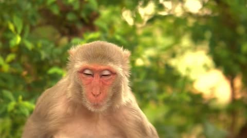 Monkey