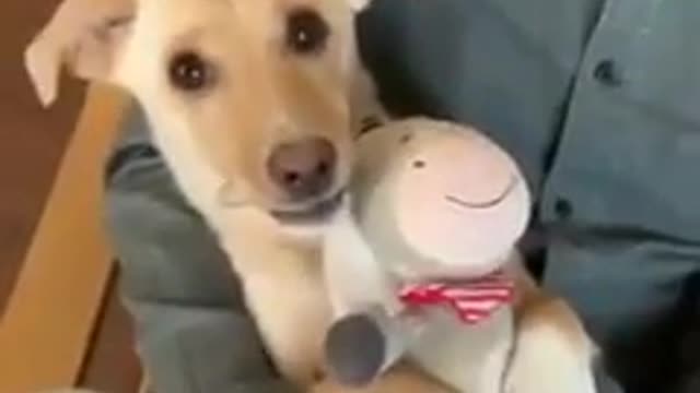 Very cute puppy making fun