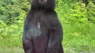 Curious Bear Stands to See into Car