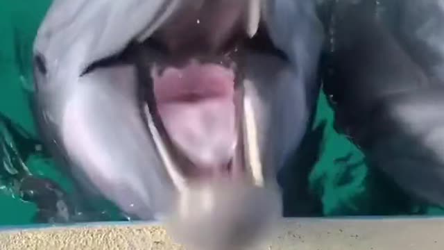 iwantsomefries#dolphin#otter