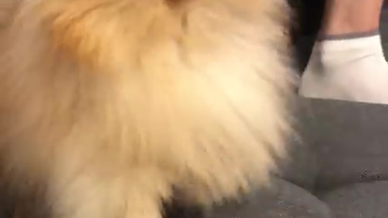 Pomeranian dog has the most hilarious sneeze #cat #cute #kitten