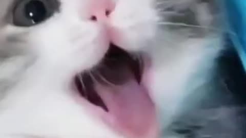 OMG SUPER CUTE CAT!!!