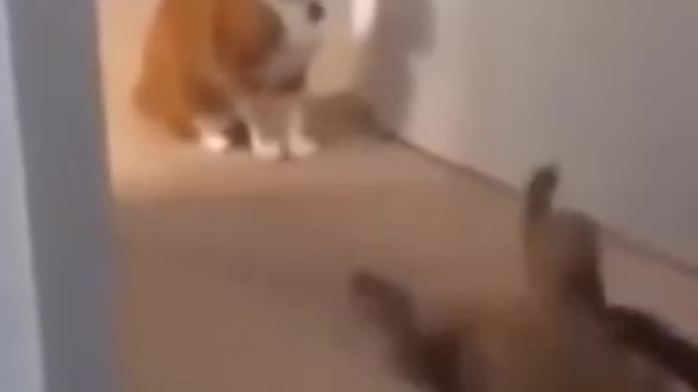 Funny Animals#shorts