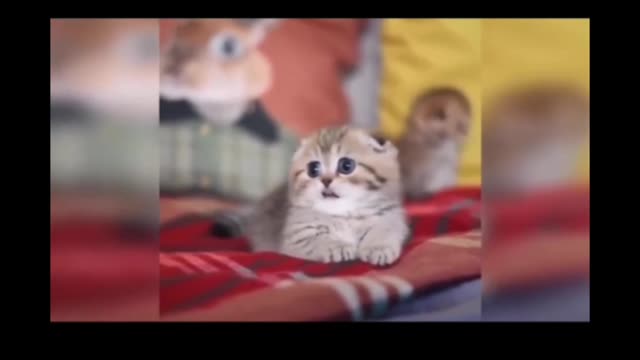 Funny cat short video