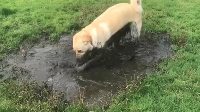 Tan dog plays and sinks in giant puddle