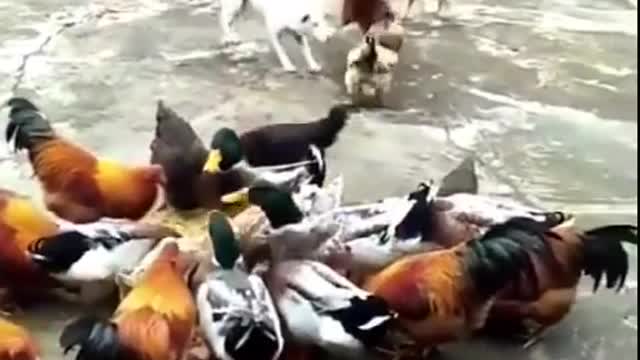 Chicken VS Dog Fight ------ Funny Dog Fight LOL