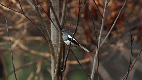 Bird looking around woodland