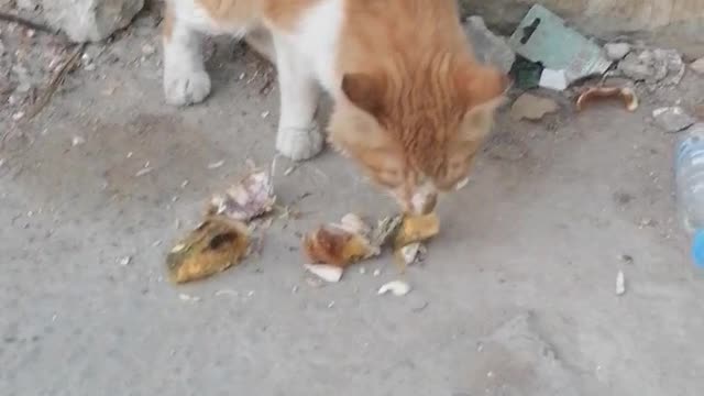 Nc cat eating fish