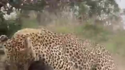 Leopard Ambushes Warthog