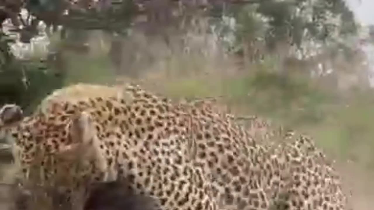 Leopard Ambushes Warthog