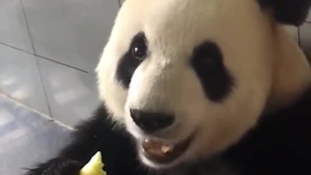 Cute panda attracted attention