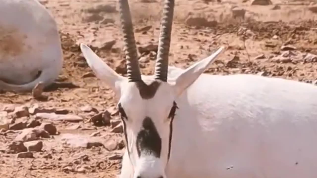 Spotted Gemsbok Antelope with long horns lying on ground in nature -- #shorts #viral #youtubeshorts