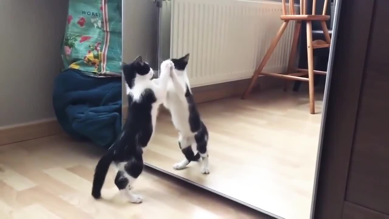 Funny Cat And mirror Video Funny video What's App Videos 30 Seconds Status Video