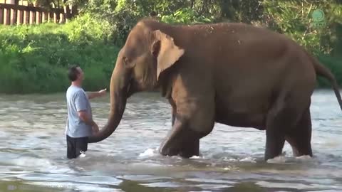 Animals Reunited With Owner After Years !