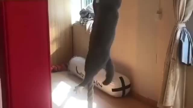 Cat climbs like a soldier