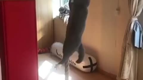 Cat climbs like a soldier