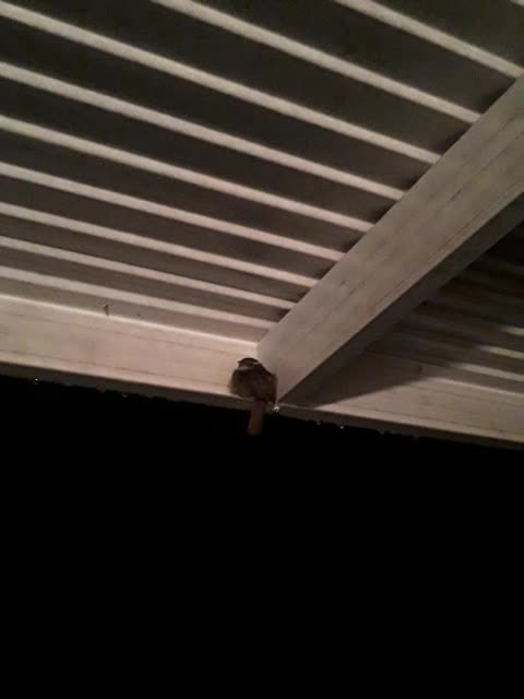 Carolina Wren trying to stay dry