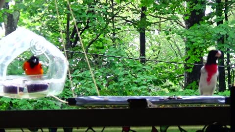 Oriole and Rose-breasted grosbeak