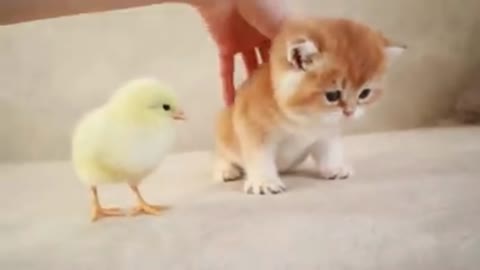 cat playing with chick