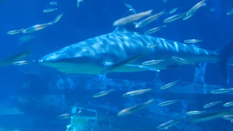 Sharks and Fish Swimming under Water near Wrecked Airplane|