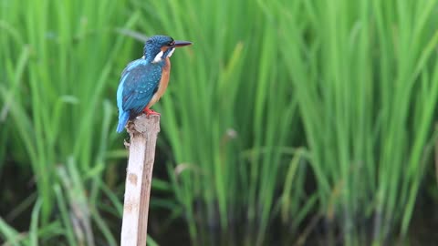 Close-Up View of a Perched Bird