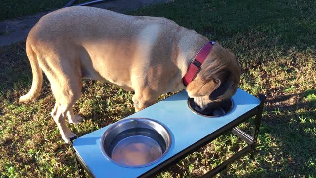 Dog Eating Dog Bowl Rottweiler Mastiff