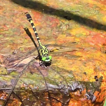 Green dragonfly on a stone in the river / beautiful dragonfly in nature.