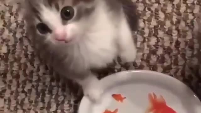 cats wants some fishes in lunch