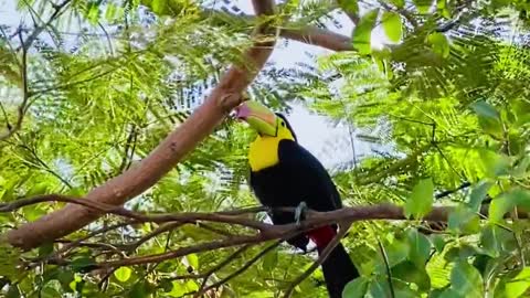 colorful-bird-on-green-tree-branches